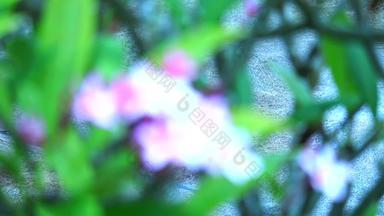 粉红色的白色plumeria花<strong>雨</strong>下降模糊花园背景焦点背景焦点前景